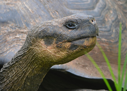 乌龟是最大的乌龟生物种背景图片