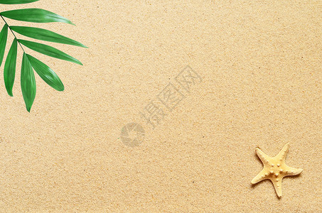海沙和海星顶端风景与复制空图片