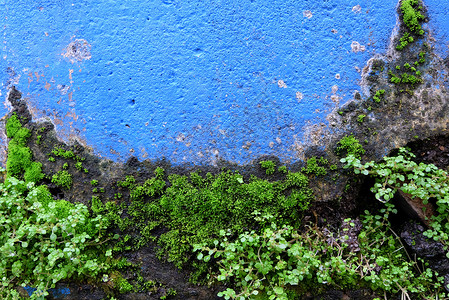 绿叶与蓝色绘画混凝土墙图片