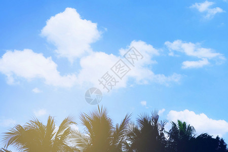 与椰子树的柔和的天空图片