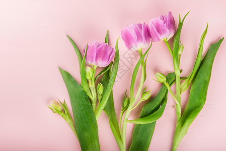 粉红背景上美丽的一连串小豆风格郁金香图图片