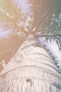 关闭夏季风格的椰子树图片
