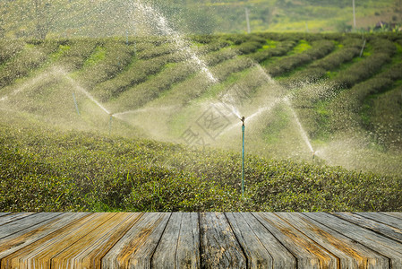 在绿色茶叶农场工作的喷水灭系统上木地板图片