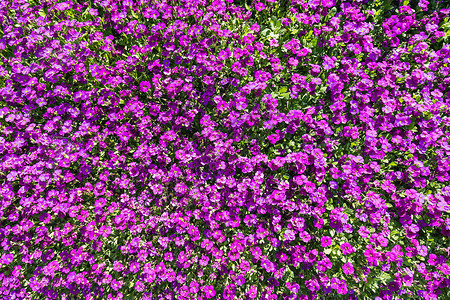 很多紫色aubrieta花的特写镜头瑞士图片