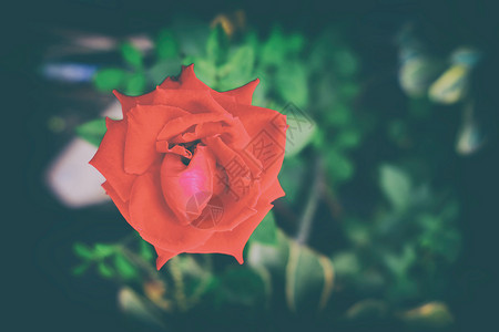 复古风格的红玫瑰花图片