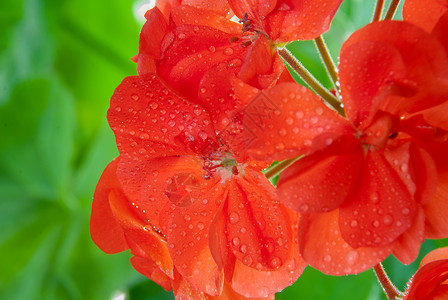 红色天竺葵绽放水滴特写图片