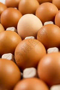 深色鸡蛋概念中的一个较轻的鸡蛋图片