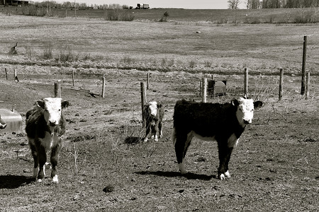 一只孤单的Hereford牛肉动物在喂食时站在图片