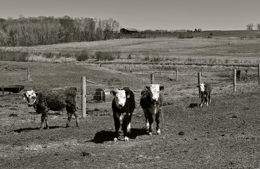 特里福德省年轻牛群在春季时站在围栏边的草场上图片