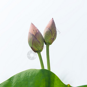 池塘里盛开的莲花图片