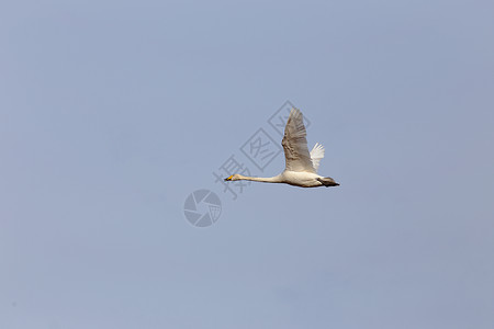 一只飞的呼噜手天鹅cygnuscygnuss图片