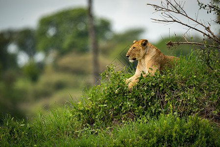 躺在草丘上的母狮在侧面图片