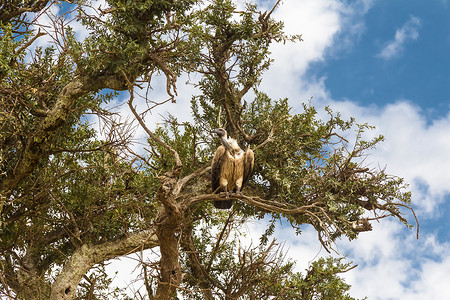 绿树上的秃鹫肯图片