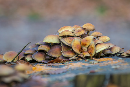 生长在树桩上的秋天蘑菇图片