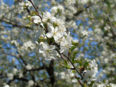 春日樱桃树一些鲜花的美丽的字幕在没图片