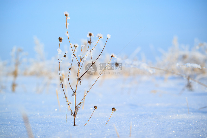 在雪周围冬天的严寒下田图片