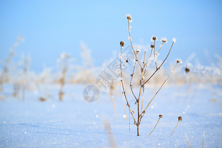 冬天的雪原寒冷的干草图片