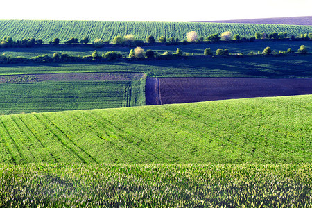 农业用地各种作物绿图片