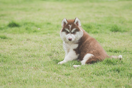 可爱的哈士奇小狗坐在草地上图片