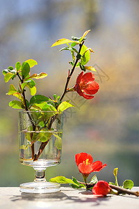 日本装饰昆虫小花瓶中的夏诺图片