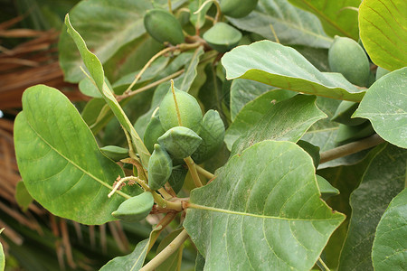 树上的绿色印度杏仁果热带阿尔蒙德孔白图片