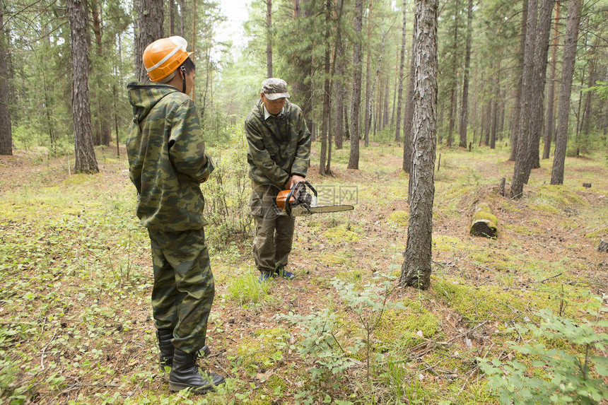 林业检查员与一群护林员在标出森林卫生采伐的地块用电锯制造西伯利亚针叶林木材卫生采伐方向的索引男人在森林图片