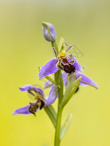 apipfera粉红色花朵模仿小蜜蜂昆虫图片