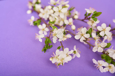 白樱花盛开在紫色背景的鲜花中有图片