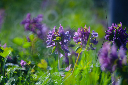绿夏草地上的紫罗花与明亮的日光密合图片