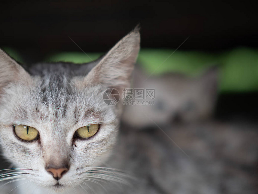 美丽的灰色母猫和小猫图片