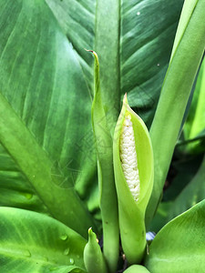 Dieffenbachia花朵绿背景图片
