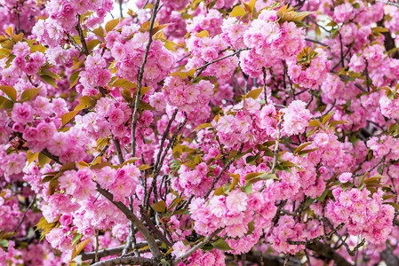 春天的巴黎樱花盛开图片