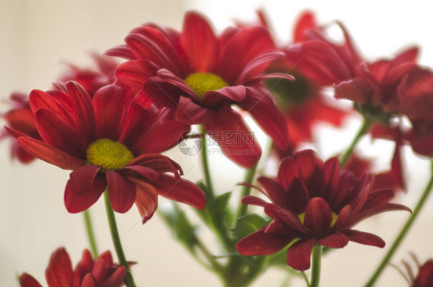 一束红菊花背景图片