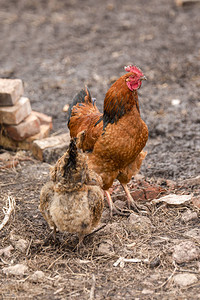龙鸡和一群鸡在院子图片