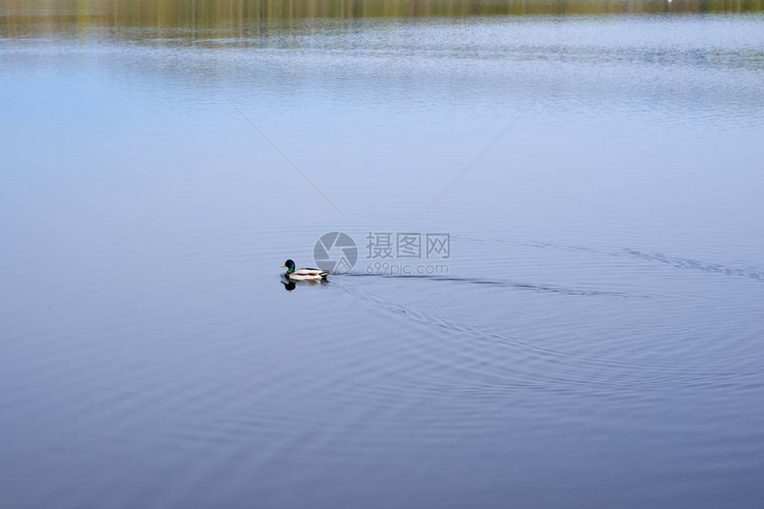 湖中有一个鸭子一图片