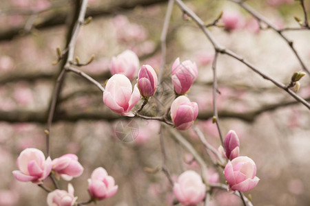 带粉红色郁金香花状朵的博图片