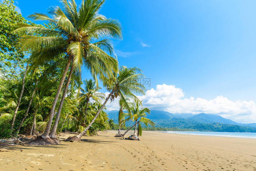 哥斯达黎加PuntaUvita有海滩和热带森林的MarinoBalle图片