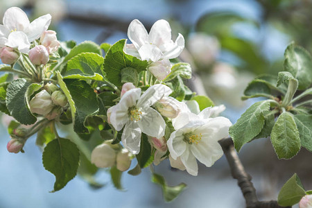 在蓝天背景的春季期间白色花朵苹果树图片