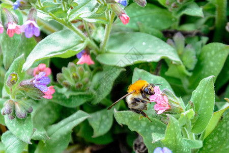 大黄蜂从2018年美丽的春花图片