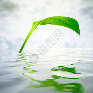 水中倒影的绿叶图片