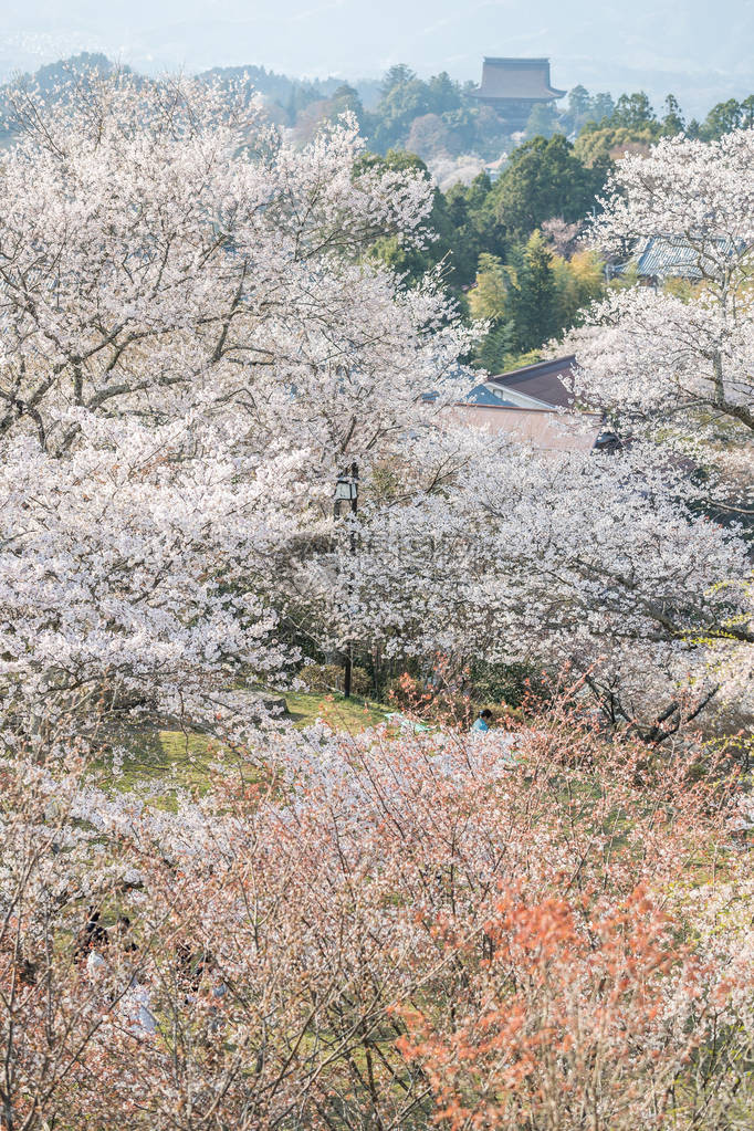 吉野山樱花日本最著名的赏樱胜地奈良县吉野山图片