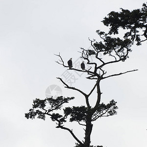 老鹰栖息在树上图片