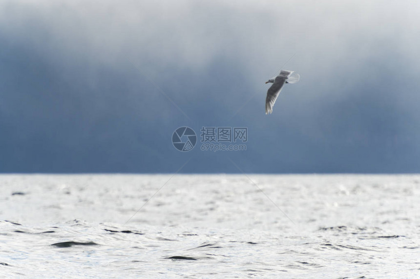 太平洋上的海鸥斯基纳夏洛特皇后区海达瓜伊格雷厄姆岛不列颠哥伦比亚省图片