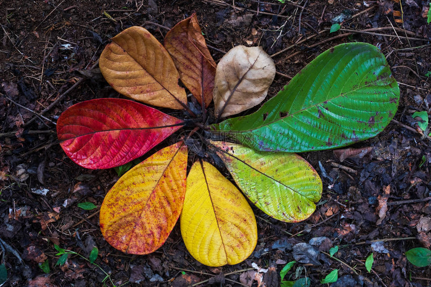 秋叶转变和秋季及节变化的秋叶变换概图片