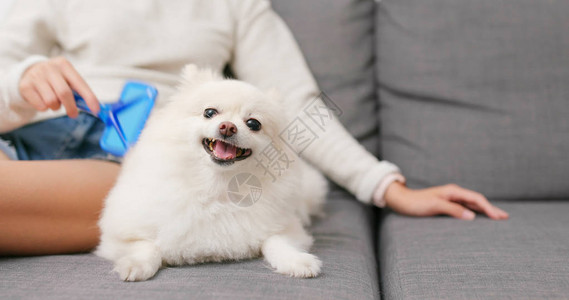 博美犬讨厌刷头发图片