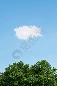 蓝天绿树梢上有一朵白云垂直自然背景图片