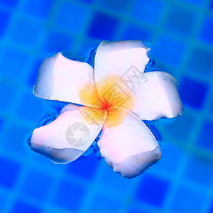 白花鸡蛋花漂浮在游泳池关闭漂浮在水面上的一朵赤素馨图片