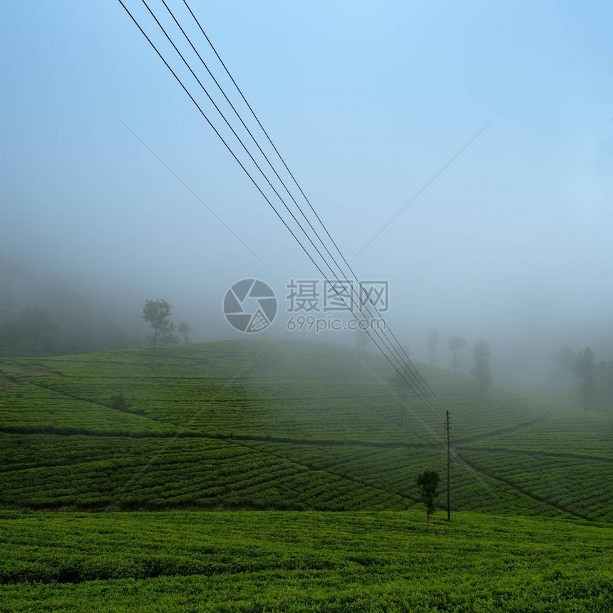 在哈普塔莱斯里拉卡茶叶种植园的美丽景色图片