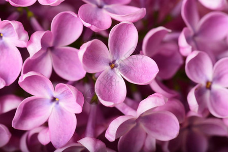 美丽的粉红色春天花朵的特写照片图片