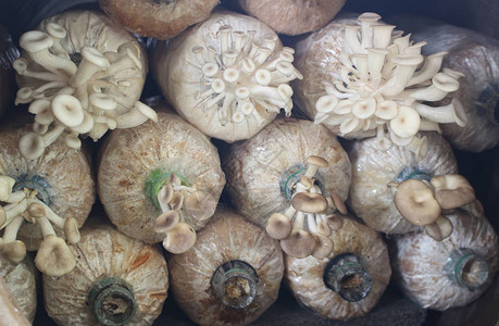 编笠菌生长在农场的蘑菇种植背景